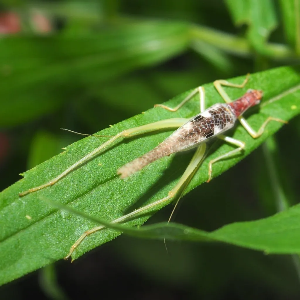 Two-spotted Tree Cricket - photo 2