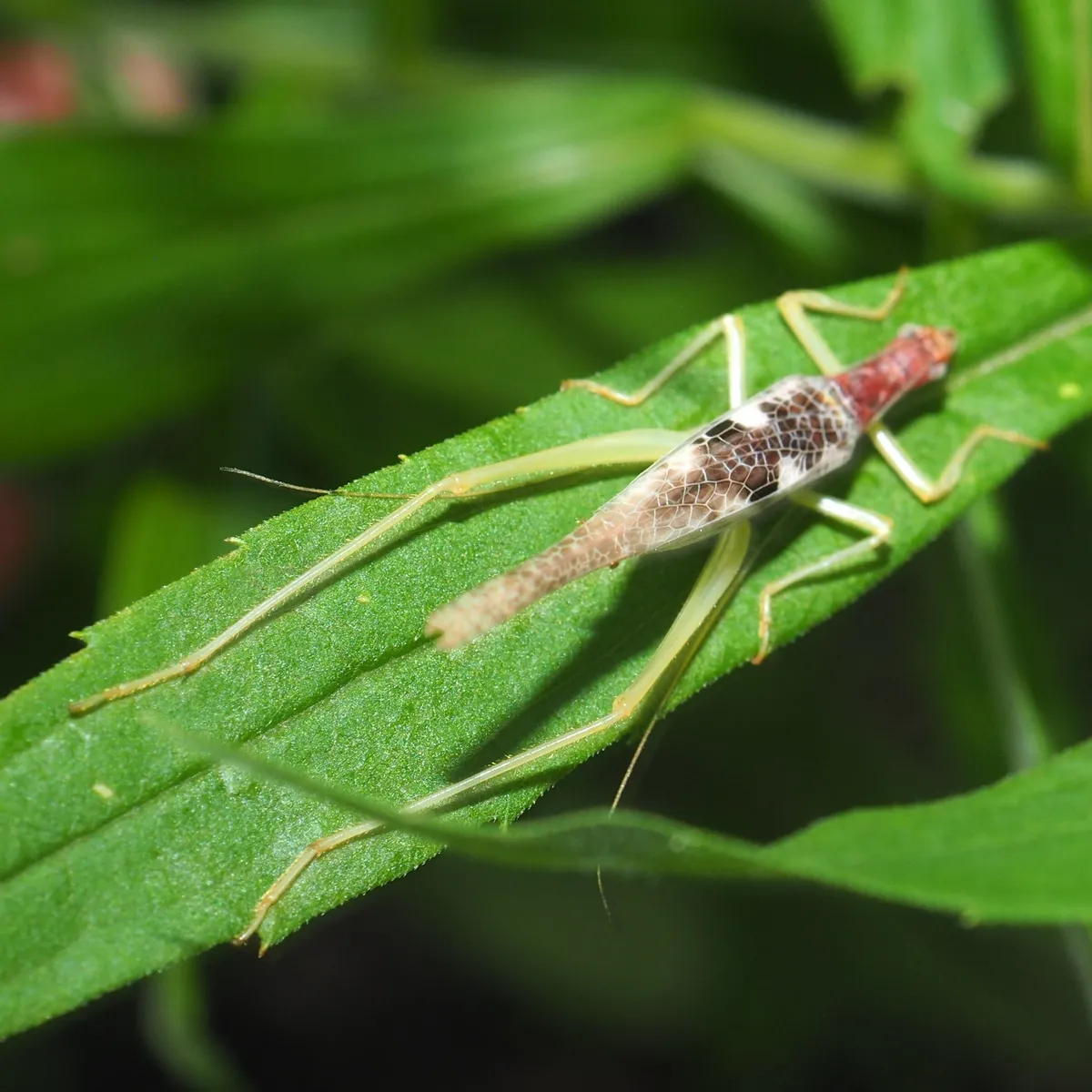 Two-spotted Tree Cricket - photo 3