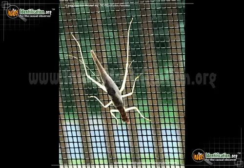 Two-spotted Tree Cricket - photo 4