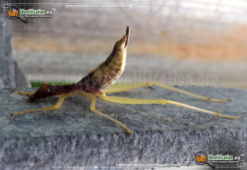 Two-spotted Tree Cricket - photo 6