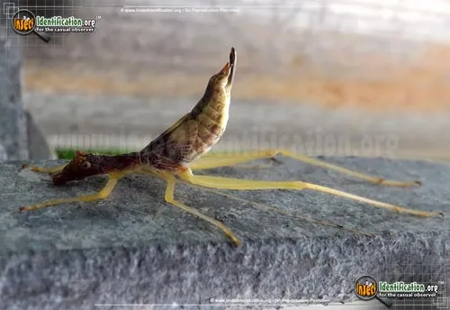 Two-spotted Tree Cricket - photo 7
