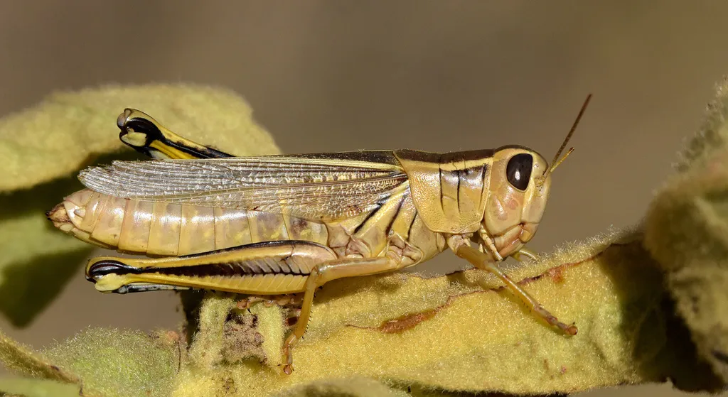 Two-striped Grasshopper - photo 2