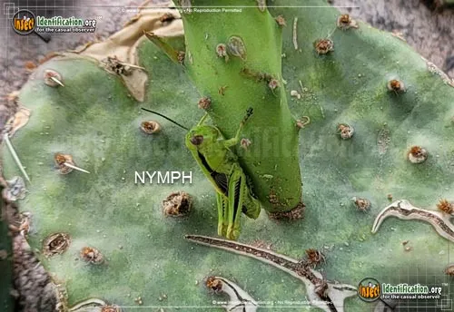 Two-striped Grasshopper - photo 4