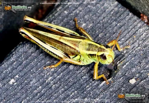 Two-striped Grasshopper - photo 6