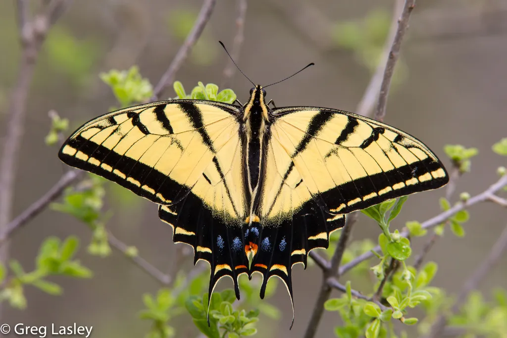 Two-tailed Swallowtail - photo 2