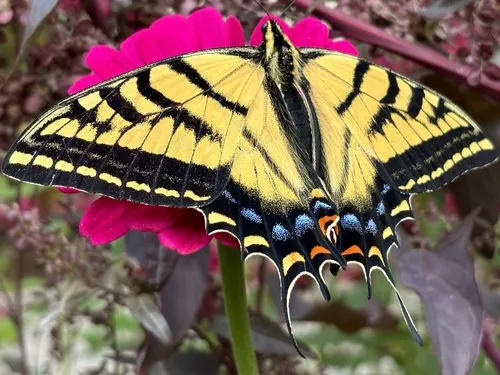 Two-tailed Swallowtail - photo 4