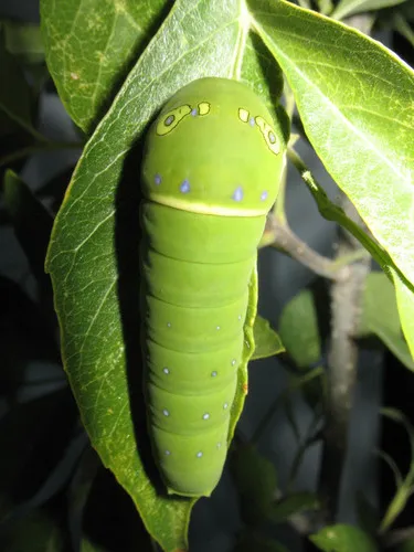 Two-tailed Swallowtail - photo 5