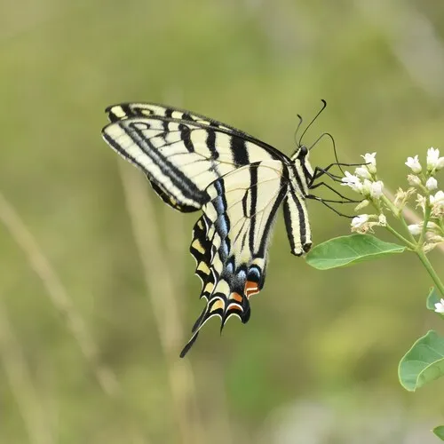 Two-tailed Swallowtail - photo 7