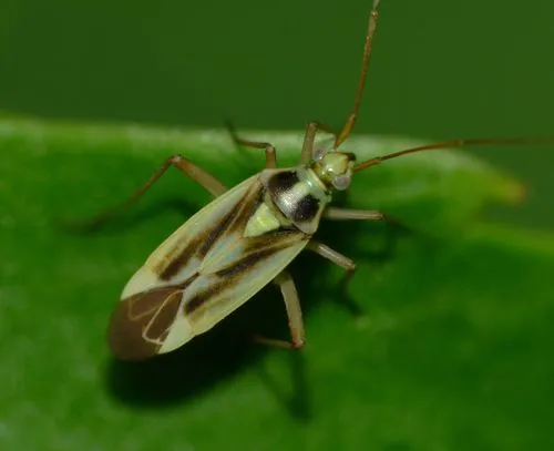 Two-spotted Grass Bug