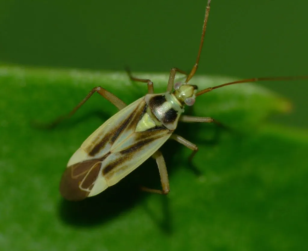 Two-spotted Grass Bug - photo 2