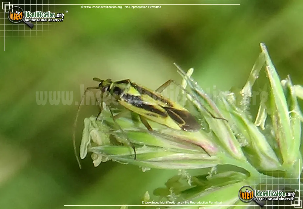 Two-spotted Grass Bug - photo 4