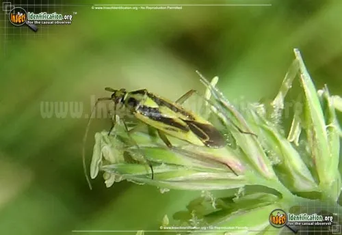 Two-spotted Grass Bug - photo 5