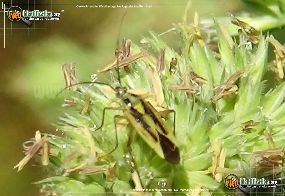 Two-spotted Grass Bug - photo 6