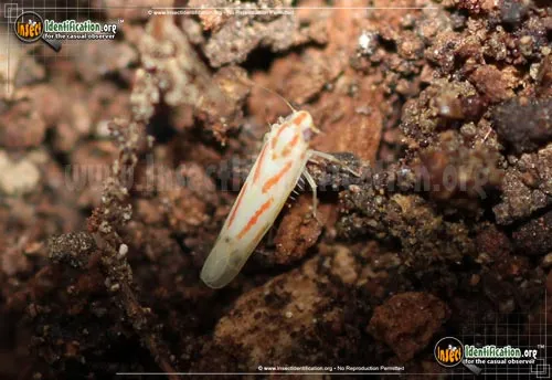Typical Leafhopper - photo 2