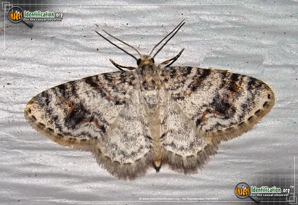 Unadorned Carpet Moth