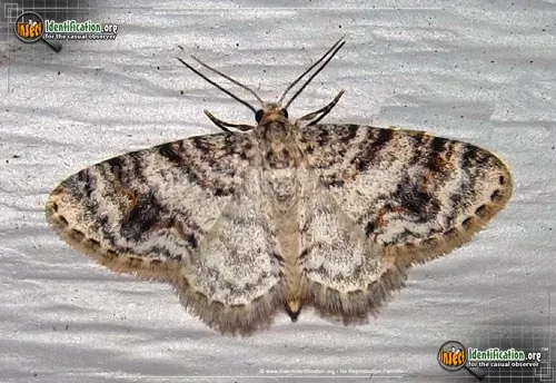 Unadorned Carpet Moth - photo 2