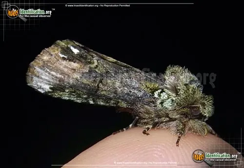 Unicorn Caterpillar Moth - photo 2