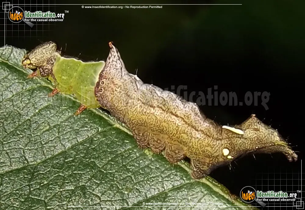 Unicorn Caterpillar Moth - photo 3