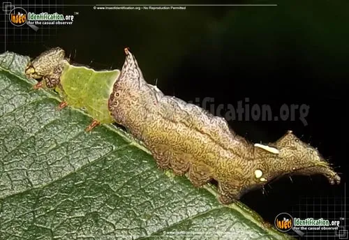 Unicorn Caterpillar Moth - photo 4