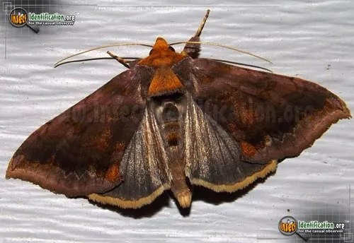 Unspotted Looper Moth - photo 2