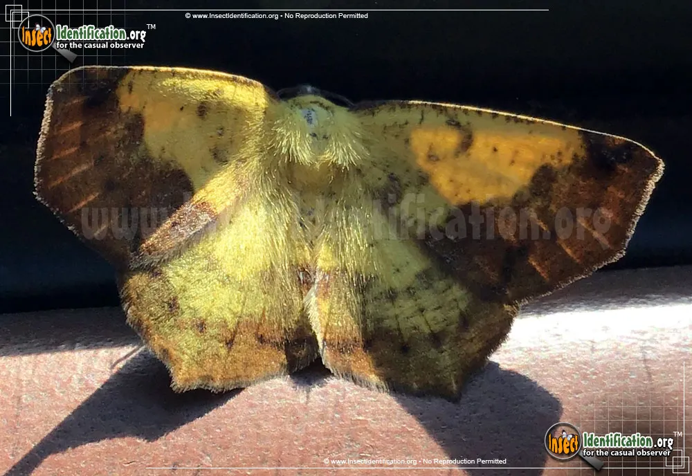 Variable Antepione Moth - Antepione thisoaria