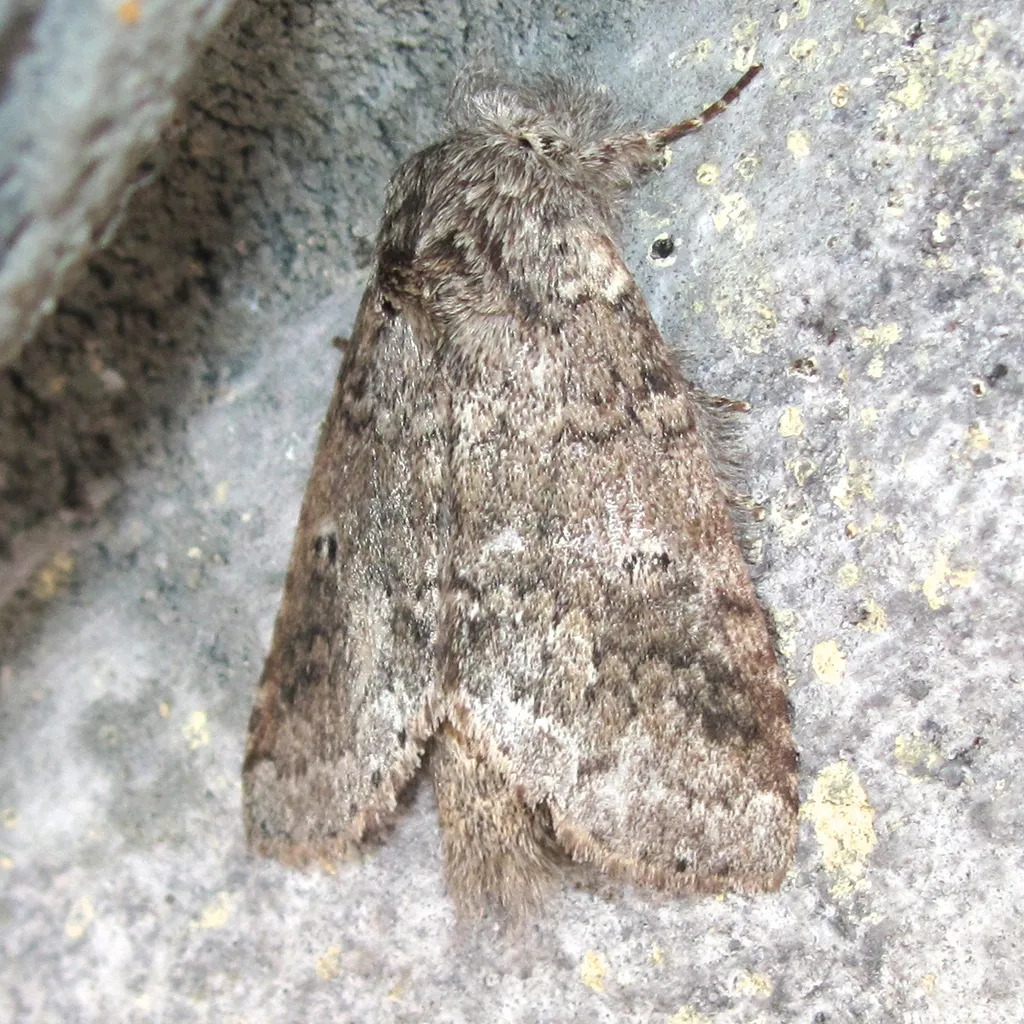 Variable Oakleaf Caterpillar Moth - photo 2