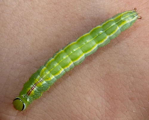 Variable Oakleaf Caterpillar Moth - photo 4