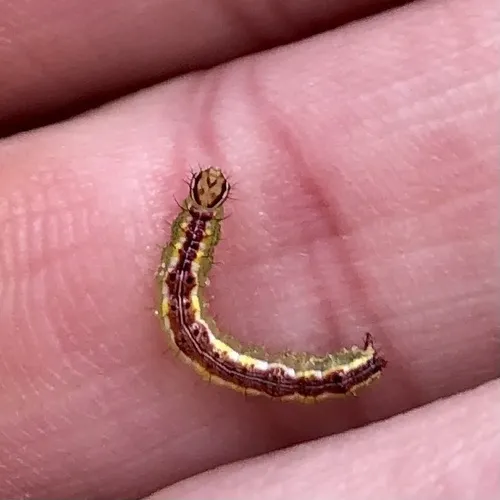 Variable Oakleaf Caterpillar Moth - photo 5