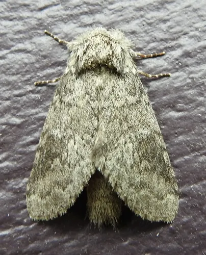 Variable Oakleaf Caterpillar Moth - photo 6