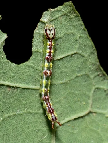 Variable Oakleaf Caterpillar Moth - photo 7