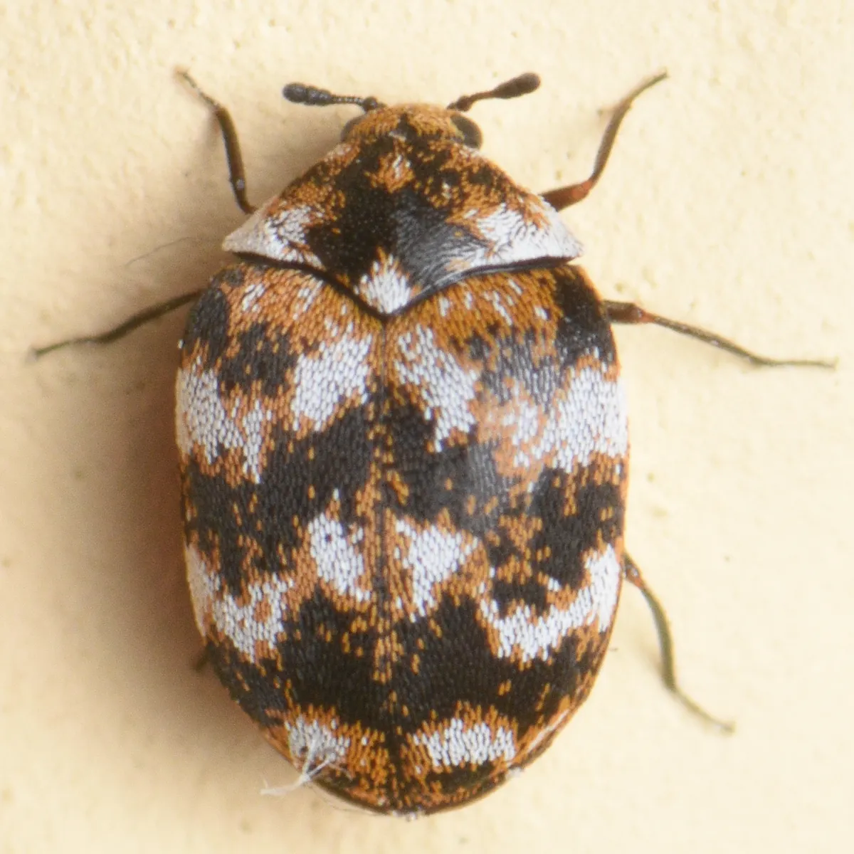 Varied Carpet Beetle - photo 3
