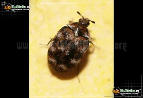 Varied Carpet Beetle - photo 4