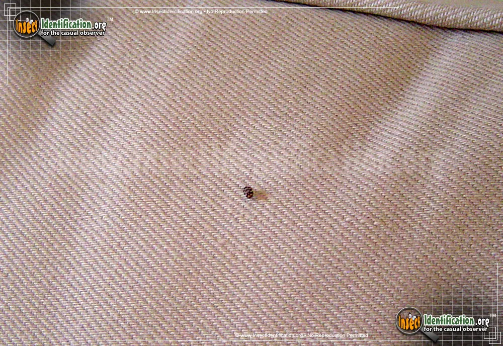 Varied Carpet Beetle - photo 5
