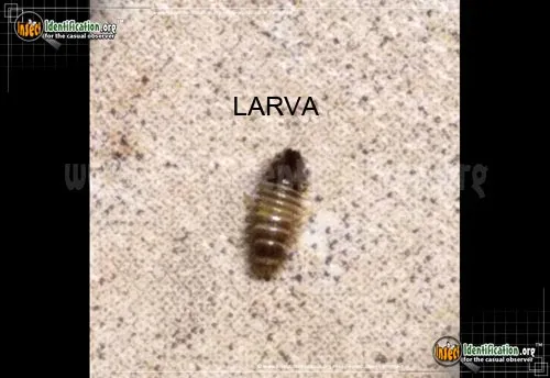 Varied Carpet Beetle - photo 7