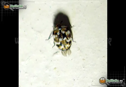 Varied Carpet Beetle - photo 8