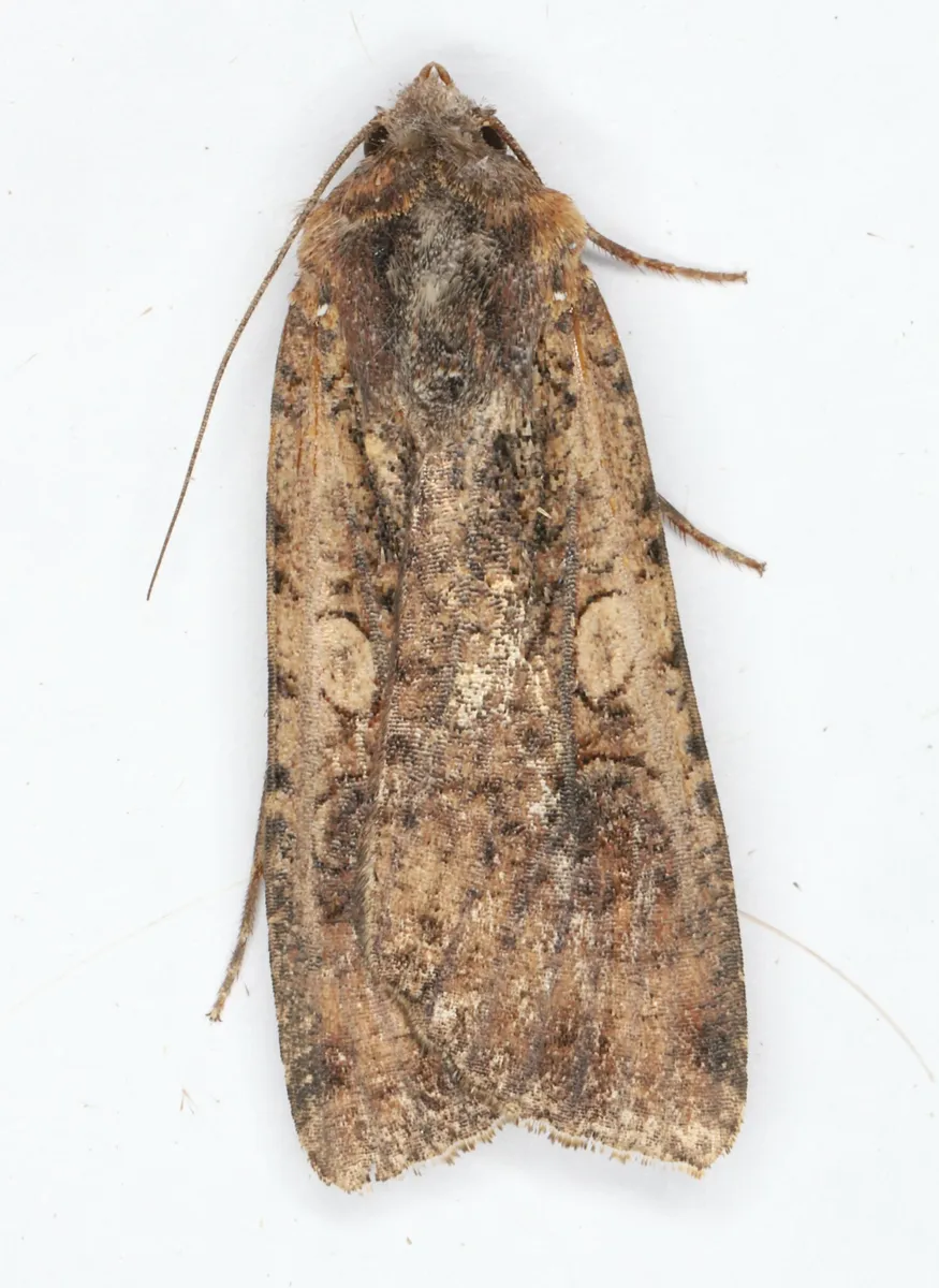 Variegated Cutworm Moth - photo 3