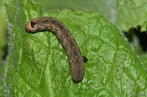 Variegated Cutworm Moth - photo 4