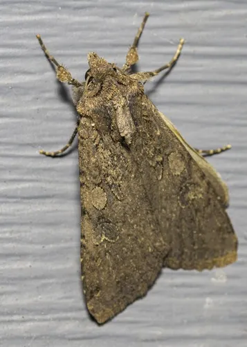 Variegated Cutworm Moth - photo 5