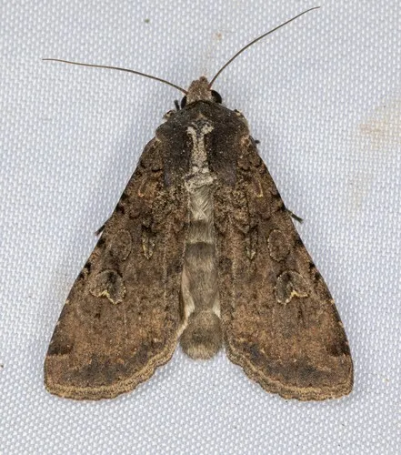 Variegated Cutworm Moth - photo 6