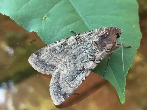 Variegated Cutworm Moth - photo 7