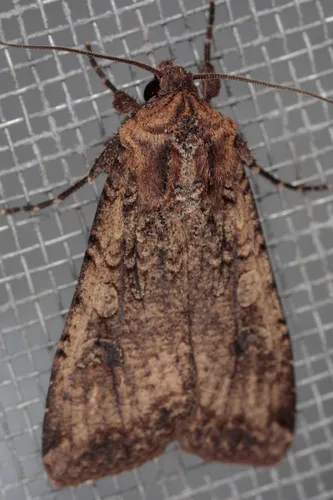 Variegated Cutworm Moth - photo 8