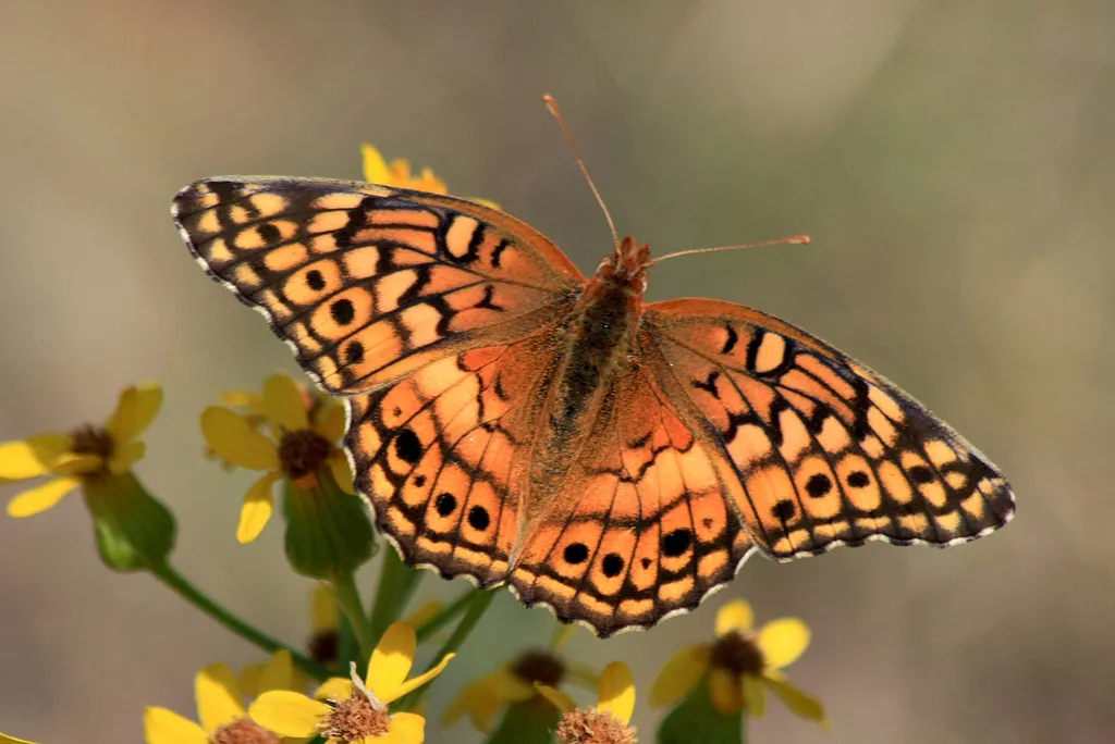 Variegated Fritillary Butterfly - photo 3