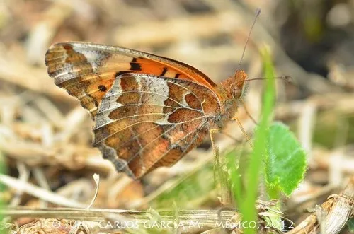 Variegated Fritillary Butterfly - photo 4