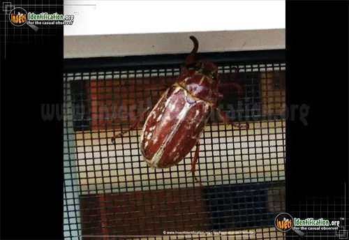 Variegated June Beetle - photo 2