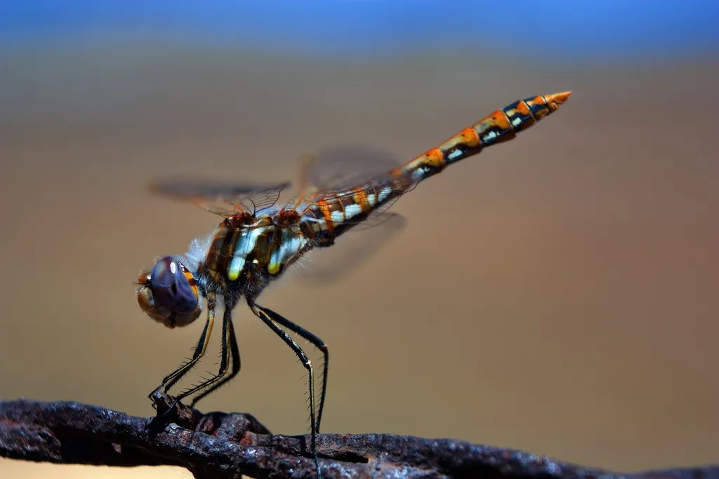 Variegated Meadowhawk - photo 2