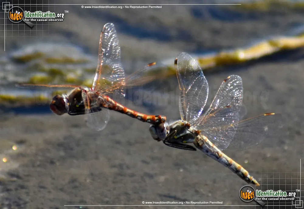 Variegated Meadowhawk - photo 4