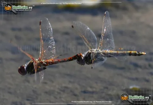Variegated Meadowhawk - photo 5