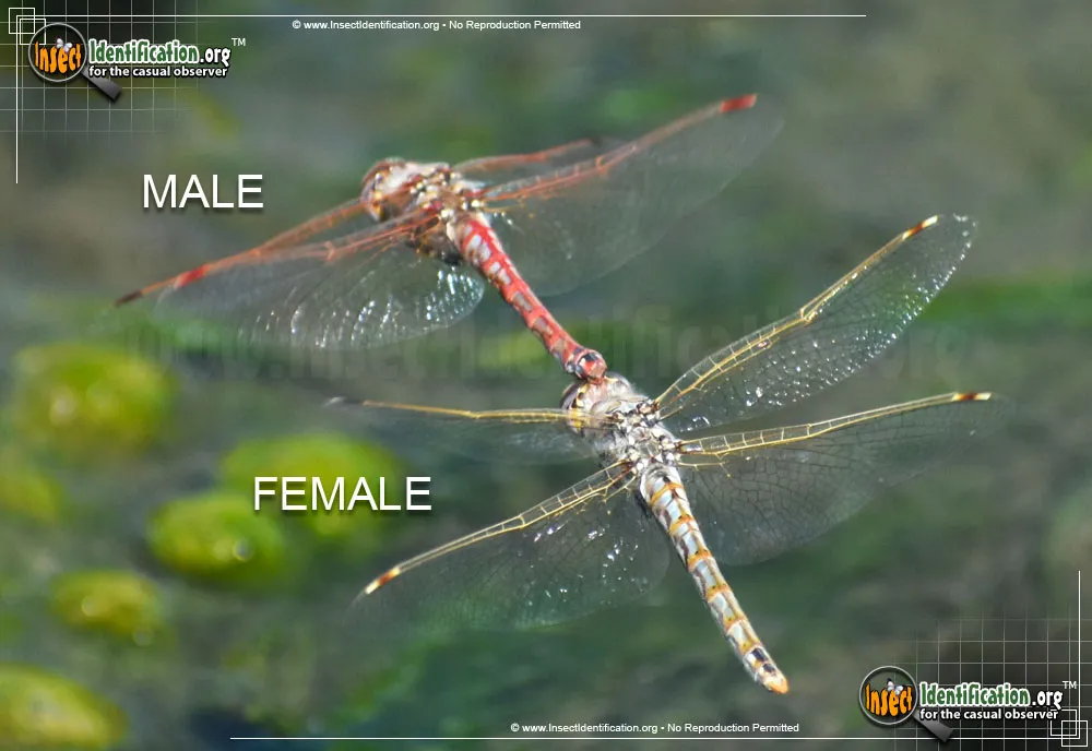 Variegated Meadowhawk - photo 6