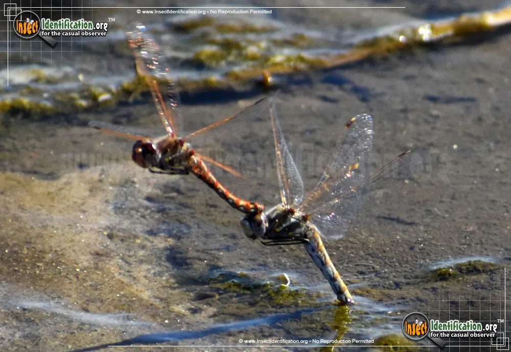 Variegated Meadowhawk - photo 8