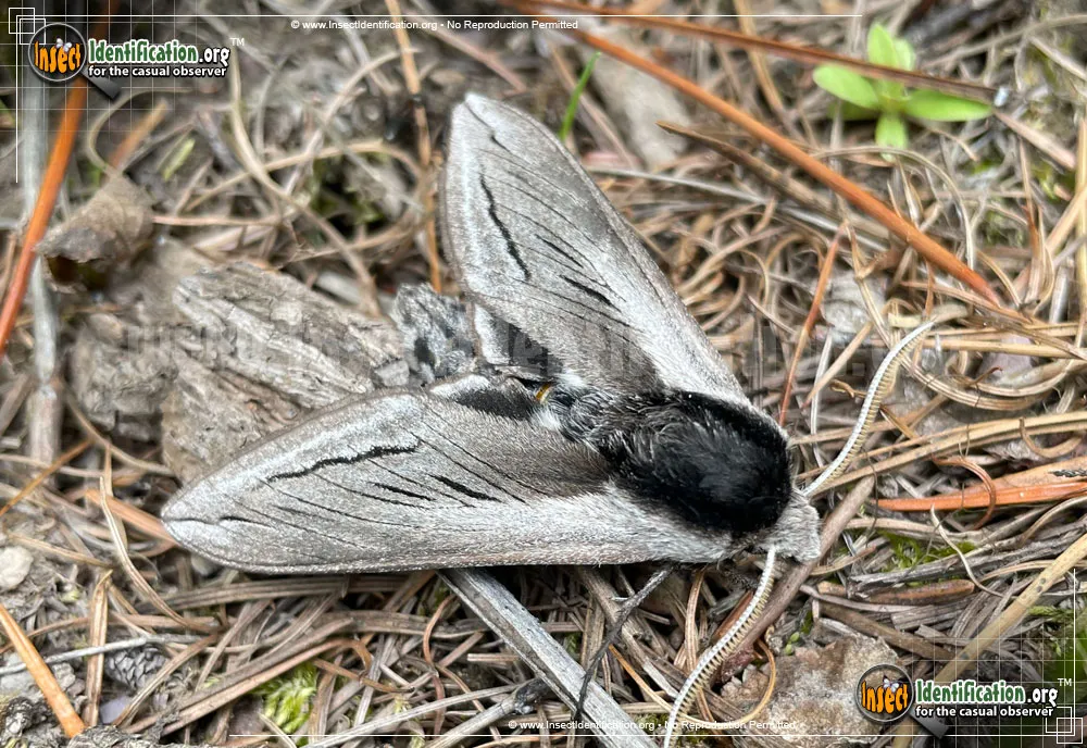 Vashti Sphinx Moth